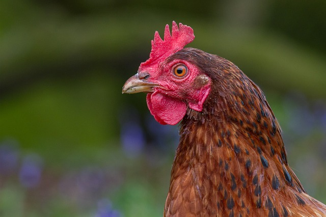 Memahami situasi semasa ‘bencana’ akibat  ‘wabak’ selsema burung di Kelantan